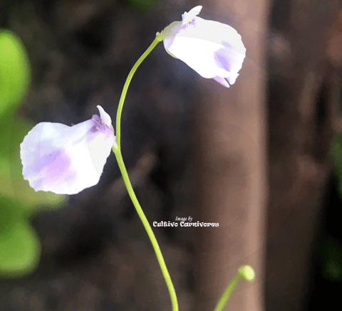 BLADDERWORT: Utricularia Livida (White and Purple Flower) for sale | Buy carnivorous plants and seeds online @ South Africa's leading online plant nursery, Cultivo Carnivores