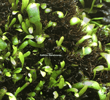 BLADDERWORT: Utricularia Livida (White Flower) for sale | Buy carnivorous plants and seeds online @ South Africa's leading online plant nursery, Cultivo Carnivores