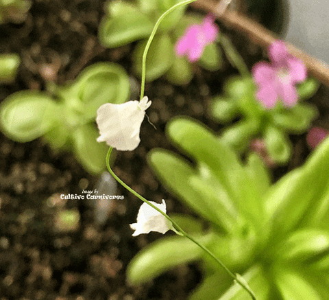 BLADDERWORT: Utricularia Livida (White Flower) for sale | Buy carnivorous plants and seeds online @ South Africa's leading online plant nursery, Cultivo Carnivores