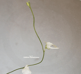 BLADDERWORT: Utricularia Livida (White Flower) for sale | Buy carnivorous plants and seeds online @ South Africa's leading online plant nursery, Cultivo Carnivores
