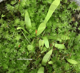 BLADDERWORT: Utricularia Longifolia var forgetiana for sale | Buy carnivorous plants and seeds online @ South Africa's leading online plant nursery, Cultivo Carnivores