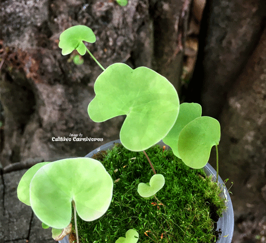 BLADDERWORT: Utricularia Nelumbifolia x Reniformis for sale | Buy carnivorous plants and seeds online @ South Africa's leading online plant nursery, Cultivo Carnivores