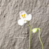 BLADDERWORT: Utricularia Nephrophylla (White Flower) for sale | Buy carnivorous plants and seeds online @ South Africa's leading online plant nursery, Cultivo Carnivores