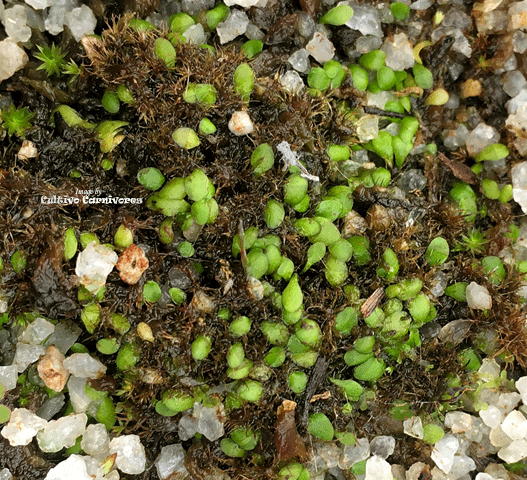 BLADDERWORT:  Utricularia Paulineae for sale | Buy carnivorous plants and seeds online @ South Africa's leading online plant nursery, Cultivo Carnivores
