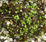 BLADDERWORT:  Utricularia Paulineae for sale | Buy carnivorous plants and seeds online @ South Africa's leading online plant nursery, Cultivo Carnivores
