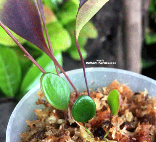 BLADDERWORT: Utricularia Quelchii loc Llu Tepui for sale | Buy carnivorous plants and seeds online @ South Africa's leading online plant nursery, Cultivo Carnivores