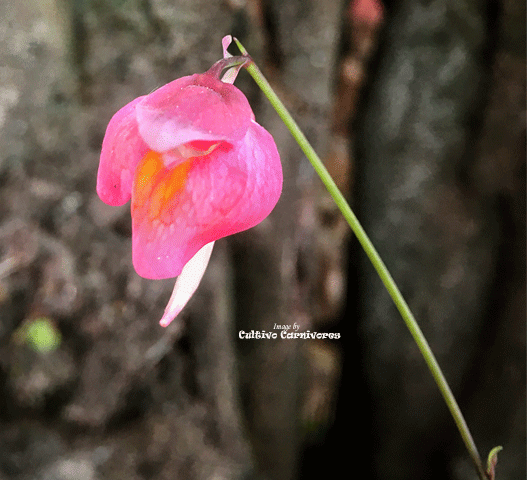 BLADDERWORT: Utricularia Quelchii loc Llu Tepui for sale | Buy carnivorous plants and seeds online @ South Africa's leading online plant nursery, Cultivo Carnivores