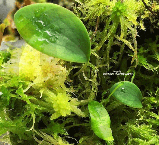 BLADDERWORT: Utricularia Quelchii loc Auyan Tepui for sale | Buy carnivorous plants and seeds online @ South Africa's leading online plant nursery, Cultivo Carnivores