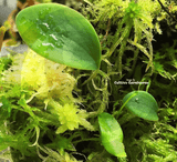 BLADDERWORT: Utricularia Quelchii loc Auyan Tepui for sale | Buy carnivorous plants and seeds online @ South Africa's leading online plant nursery, Cultivo Carnivores