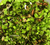BLADDERWORT:  Utricularia Sandersonii for sale | Buy carnivorous plants and seeds online @ South Africa's leading online plant nursery, Cultivo Carnivores