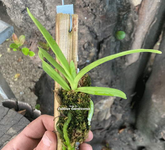 MINI ORCHIDS FOR TERRARIUMS:  Vanda