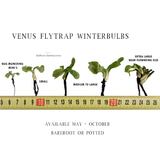 VENUS FLYTRAP:  Microdent SG 💎 Cultivo Exclusive > LIMITED release!