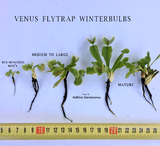 VENUS FLYTRAP:  Scarlatine x Slim Snapper (Cultivo Exclusive)