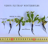 VENUS FLYTRAP: Purple Ambush for sale | Buy carnivorous plants and seeds online @ South Africa's leading online plant nursery, Cultivo Carnivores