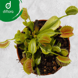 SPECIAL IMPORT:  Venus Flytrap GJ Equobia ex Diflora 🌱 15 small clumps (winterbulbs)