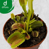 SPECIAL IMPORT:  Venus Flytrap FTS Lunatic Fringe ex Diflora 🌱 15 small clumps (winterbulbs)