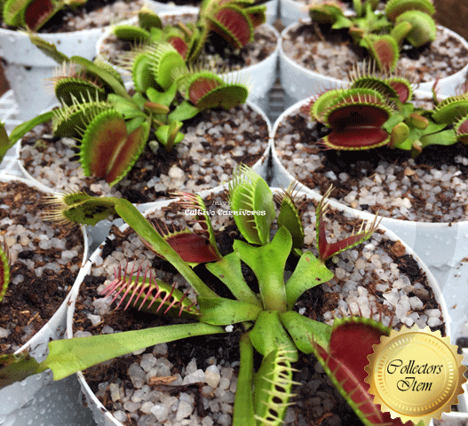 VENUS FLYTRAP: Mixed Giants for sale | Buy carnivorous plants and seeds online @ South Africa's leading online plant nursery, Cultivo Carnivores