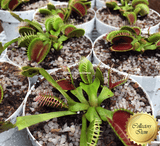 VENUS FLYTRAP: Mixed Giants for sale | Buy carnivorous plants and seeds online @ South Africa's leading online plant nursery, Cultivo Carnivores