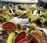 VENUS FLYTRAP: Mixed Giants for sale | Buy carnivorous plants and seeds online @ South Africa's leading online plant nursery, Cultivo Carnivores