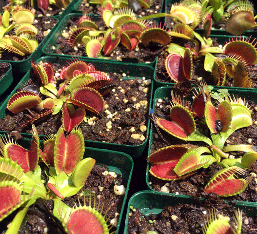 LIMITED RELEASE:  Monster Traps 📏 XL Flowering size > Exact plants pictured for sale | Buy carnivorous plants and seeds online @ South Africa's leading online plant nursery, Cultivo Carnivores