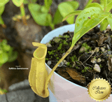 TROPICAL PITCHER PLANT: Nepenthes Reinwardtiana (PLANT A)