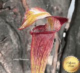 TRUMPET PITCHER:  Sarracenia Alata Pubescent Black