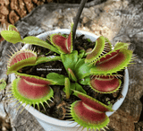 COLLECTORS ITEM 🌟 DM Big Teeth Red Giant 📏 Flowering size > Exact plant pictured