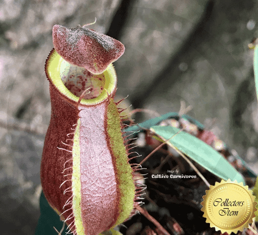 Nepenthes Spathulata × Gymnamphora • Tropical Pitcher Hybrid • Borneo Exotics