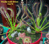 Cultivo's Custom Savage Gardens (Bogs) 🔥 Client's choice > made to order for sale | Buy carnivorous plants and seeds online @ South Africa's leading online plant nursery, Cultivo Carnivores