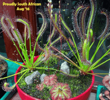 Cultivo's Custom Savage Gardens (Bogs) 🔥 Client's choice > made to order for sale | Buy carnivorous plants and seeds online @ South Africa's leading online plant nursery, Cultivo Carnivores