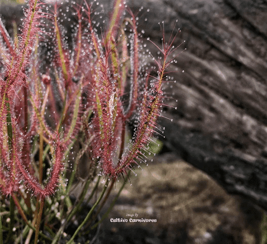 SUNDEW:  Drosera Binata var. dichotoma T-form (Forkleaf Sundew) for sale | Buy carnivorous plants and seeds online @ South Africa's leading online plant nursery, Cultivo Carnivores