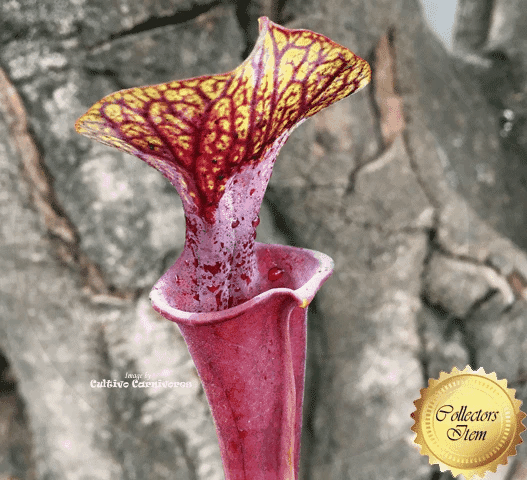 RARE! TRUMPET PITCHER 🌟 Sarracenia Flava var atropurpurea loc Blackwater state forest, NF * Seedgrown 💎 Collectors Item