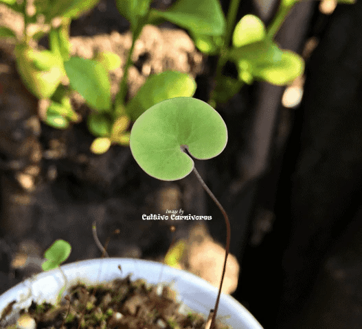 Utricularia Cornigera x Nelumbifolia • Epiphytic bladderwort • Rare Collectors Item
