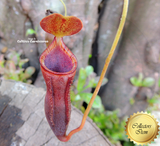 Sold - Nepenthes Lowii x Campanulata - Personal Collection for sale | Buy carnivorous plants and seeds online @ South Africa's leading online plant nursery, Cultivo Carnivores