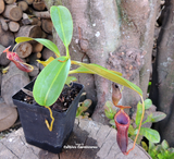 Sold - Nepenthes Lowii x Campanulata - Personal Collection for sale | Buy carnivorous plants and seeds online @ South Africa's leading online plant nursery, Cultivo Carnivores
