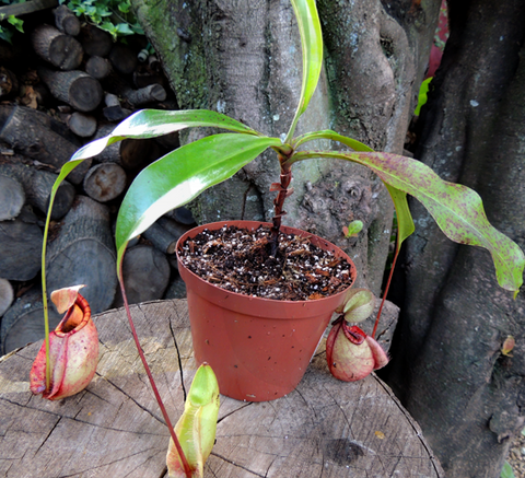 Nepenthes Mirabilis var globosa x Rafflesiana - Personal Collection for sale | Buy carnivorous plants and seeds online @ South Africa's leading online plant nursery, Cultivo Carnivores