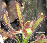 SUNDEW:  Drosera Capensis f. wide leaf 💎 Cultivo Exclusive for sale | Buy carnivorous plants and seeds online @ South Africa's leading online plant nursery, Cultivo Carnivores