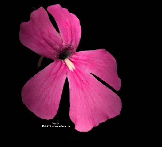 BUTTERWORT (Mexican): Pinguicula CC62 (Seedgrown) for sale | Buy carnivorous plants and seeds online @ South Africa's leading online plant nursery, Cultivo Carnivores