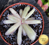 COLLECTORS ITEM 🌟 Cultivo's Pink Panther #28 * Flowering size > Exact plant pictured