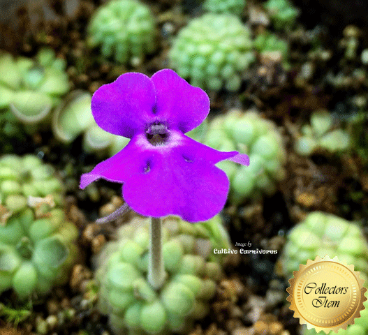 BUTTERWORT (Mexican): Pinguicula Cyclosecta Yucca do flower for sale | Buy carnivorous plants and seeds online @ South Africa's leading online plant nursery, Cultivo Carnivores