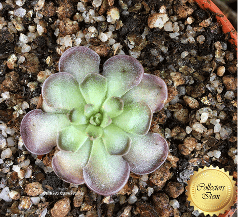 BUTTERWORT (Mexican): Pinguicula Cyclosecta Yucca do for sale | Buy carnivorous plants and seeds online @ South Africa's leading online plant nursery, Cultivo Carnivores