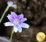 BUTTERWORT (Mexican): Pinguicula Emarginata for sale | Buy carnivorous plants and seeds online @ South Africa's leading online plant nursery, Cultivo Carnivores