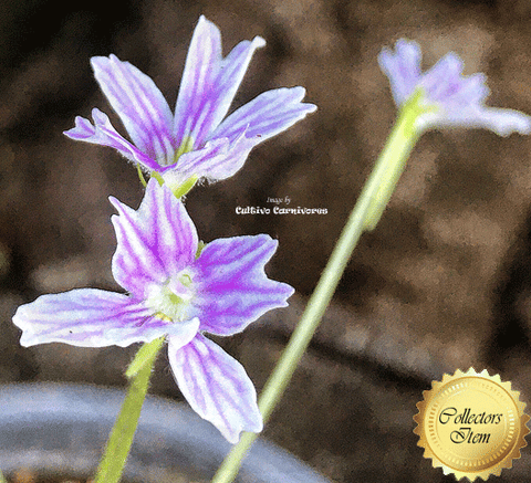 BUTTERWORT (Mexican): Pinguicula Emarginata for sale | Buy carnivorous plants and seeds online @ South Africa's leading online plant nursery, Cultivo Carnivores