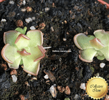 BUTTERWORT (Mexican):  Pinguicula Gracilis for sale | Buy carnivorous plants and seeds online @ South Africa's leading online plant nursery, Cultivo Carnivores