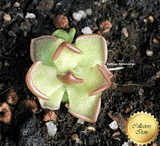 BUTTERWORT (Mexican):  Pinguicula Gracilis for sale | Buy carnivorous plants and seeds online @ South Africa's leading online plant nursery, Cultivo Carnivores