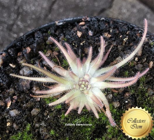 BUTTERWORT (Mexican):  Pinguicula Gypsicola loc Buena Vista, Mexico for sale | Buy carnivorous plants and seeds online @ South Africa's leading online plant nursery, Cultivo Carnivores