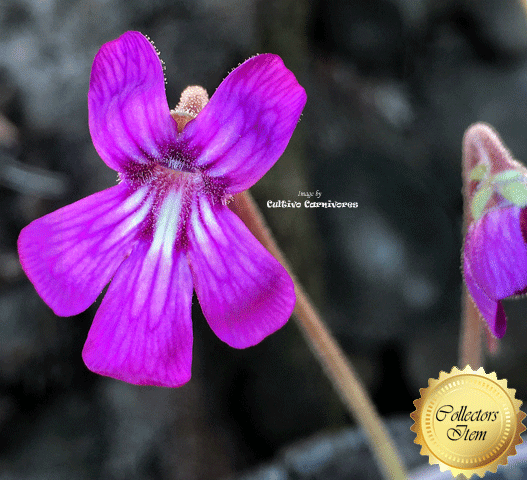 BUTTERWORT (Mexican):  Pinguicula Gypsicola x Hemiepiphytica for sale | Buy carnivorous plants and seeds online @ South Africa's leading online plant nursery, Cultivo Carnivores