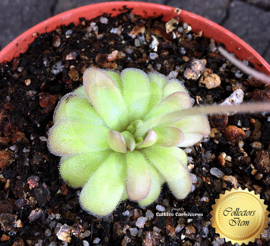 BUTTERWORT (Mexican):  Pinguicula Gypsicola x Hemiepiphytica for sale | Buy carnivorous plants and seeds online @ South Africa's leading online plant nursery, Cultivo Carnivores