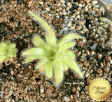 BUTTERWORT (Mexican):  Pinguicula Gypsicola loc Buena Vista, Mexico for sale | Buy carnivorous plants and seeds online @ South Africa's leading online plant nursery, Cultivo Carnivores