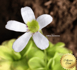 BUTTERWORT (Mexican): Pinguicula Ibarrae for sale | Buy carnivorous plants and seeds online @ South Africa's leading online plant nursery, Cultivo Carnivores